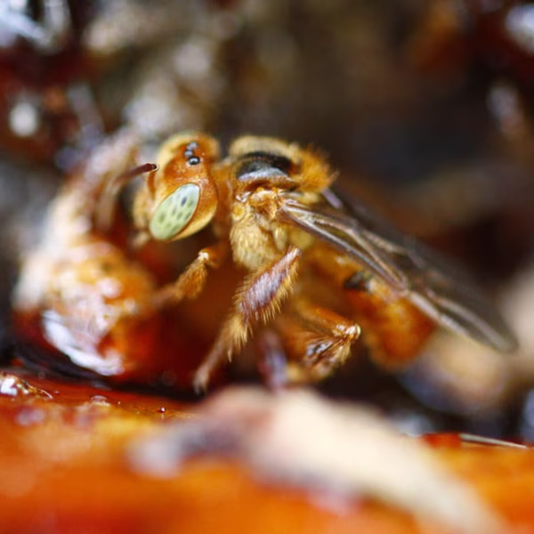 Trigona chanchamayensis